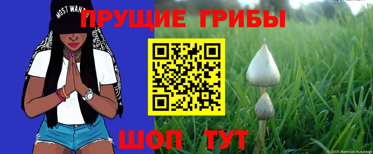 Псилоцибиновые грибы GOLDEN TEACHER Котовск